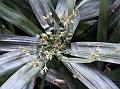 Dwarf Umbrella Sedge